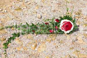 bridal bouquet in the form of roses lying on the shore