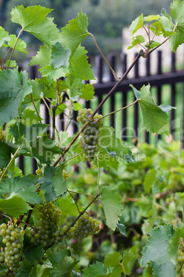 white grape vine