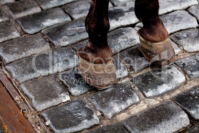 hooves of a horse standing on the pavement