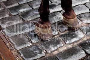 hooves of a horse standing on the pavement