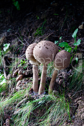 mushrooms in a green forest