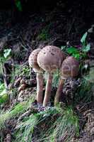 mushrooms in a green forest