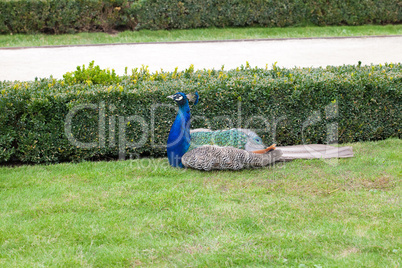 Peacock on the green grass
