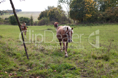 horse walking in a field