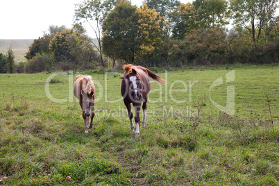 horse walking in a field