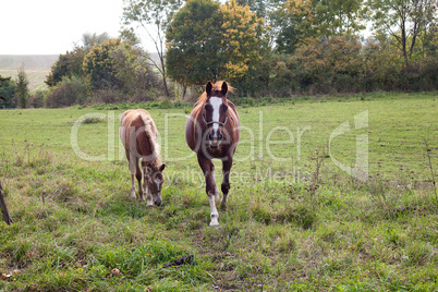 horse walking in a field