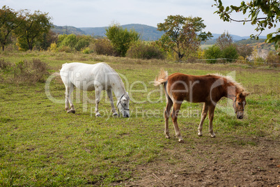 horse walking in a field