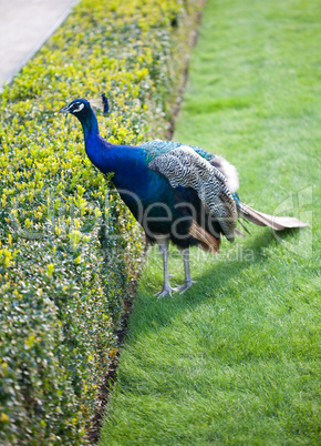 Peacocks walking on the green grass in the park