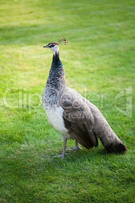 Peacocks walking on the green grass in the park