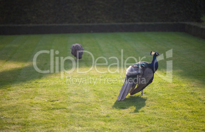 Peacocks walking on the green grass in the park