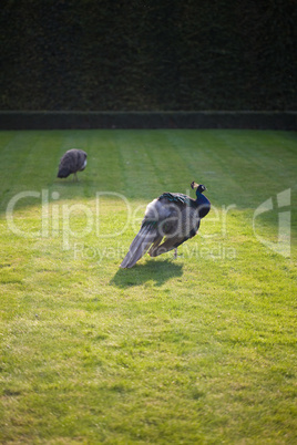 Peacocks walking on the green grass in the park