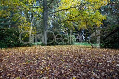 yellow trees and a carpet of autumn leaves in the forest