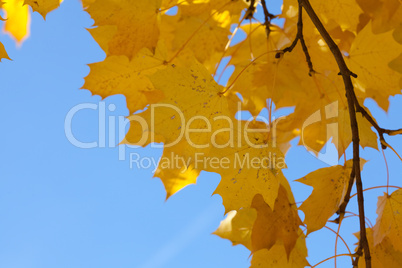 yellow autumn maple leaves against the blue sky