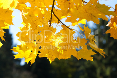yellow autumn maple leaves against the blue sky
