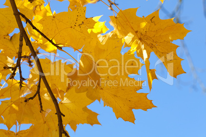 yellow autumn maple leaves against the blue sky