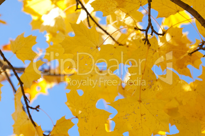 yellow autumn maple leaves against the blue sky