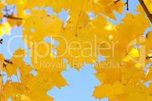 yellow autumn maple leaves against the blue sky