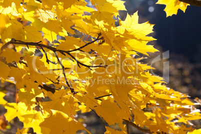 yellow autumn maple leaves against the blue sky