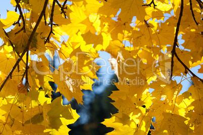 yellow autumn maple leaves against the blue sky