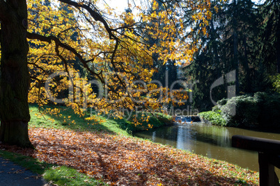 Autumn tree in the forest standing by the pond