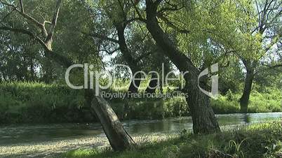 River and willow tree (wide)