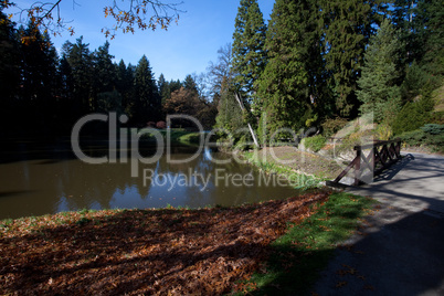 Autumn tree in the forest standing by the pond