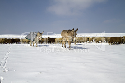 Wanderherde im Schnee