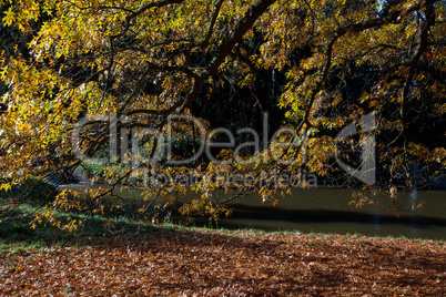 Autumn tree in the forest standing by the pond