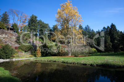 blue sky, the autumn trees and a pond