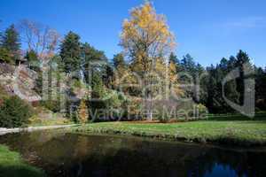 blue sky, the autumn trees and a pond