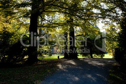 trees and yellow leaves in autumn wood