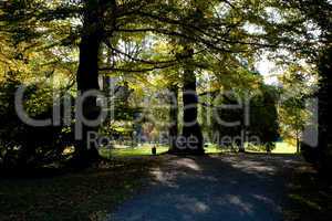 trees and yellow leaves in autumn wood