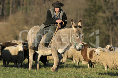 Das Zusammentreiben der Schafe