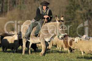 Das Zusammentreiben der Schafe