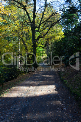 beautiful sunshine in the autumn forest