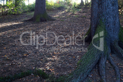 the roots of a tree in autumn forest