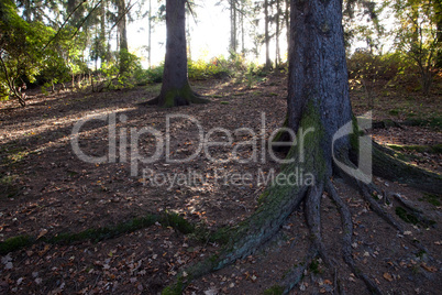 the roots of a tree in autumn forest