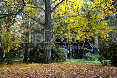 yellow trees and a carpet of autumn leaves in the forest