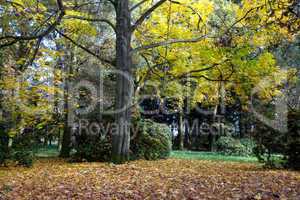yellow trees and a carpet of autumn leaves in the forest