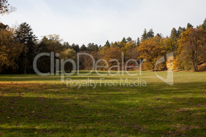 meadow in the autumn forest