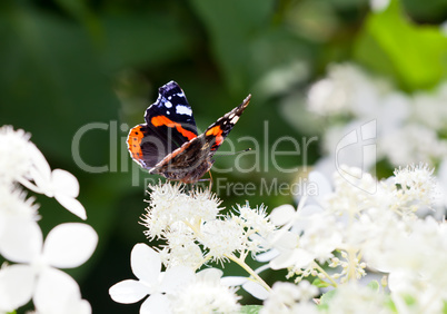 Admiral butterfly drinking nectar