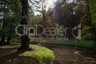 Pond and yellow trees in the autumn forest