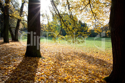 trees and leaves in the autumn forest