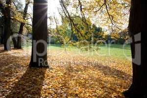 trees and leaves in the autumn forest