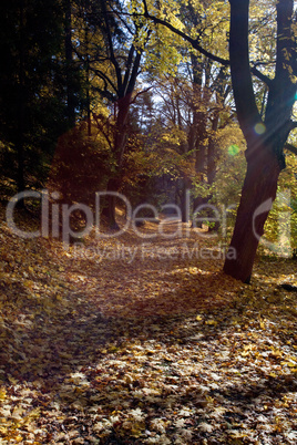 trees and leaves in the autumn forest