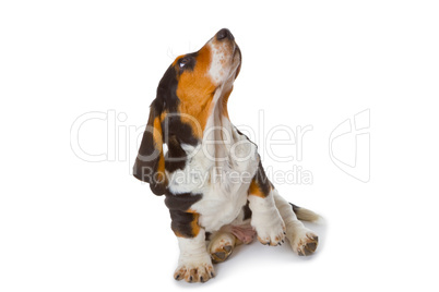 Basset