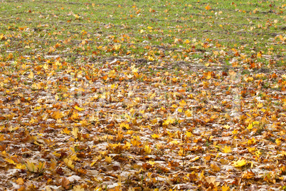 background of yellow autumn leaves