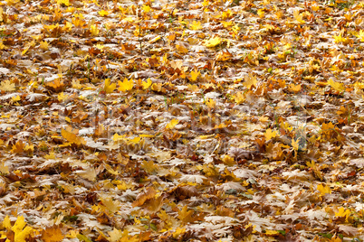 background of yellow autumn leaves