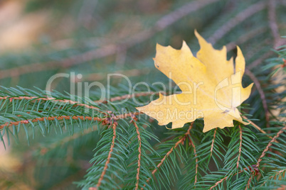 yellow maple leaf on the branches of fir