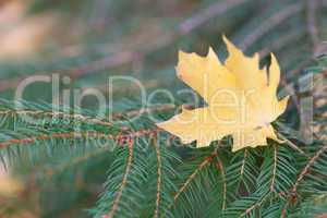 yellow maple leaf on the branches of fir